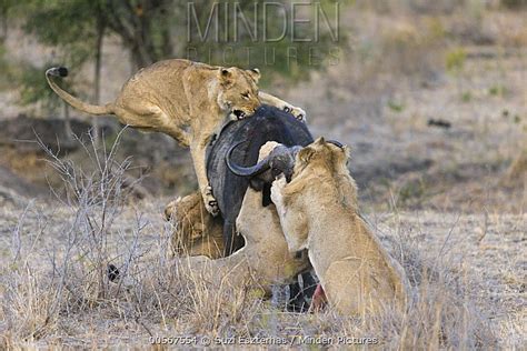 Minden Pictures African Lion Panthera Leo Pride Hunting Cape