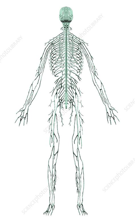 Human Male Nervous System Stock Image C0175113 Science Photo Library