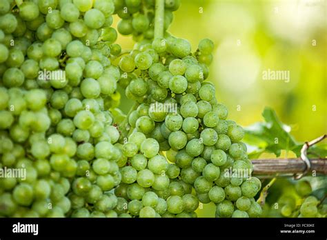 Grapes (Vitis vinifera Stock Photo - Alamy