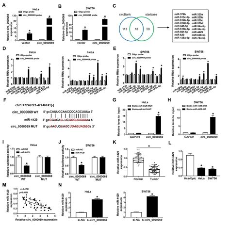 MiR 4429 Was A Direct Target Of Circ 0000069 A B The Abundance Of