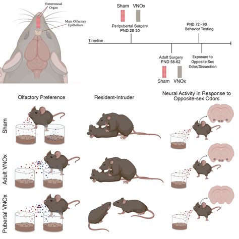 Timeline Procedure And Summary Of Results Male And Female Mice