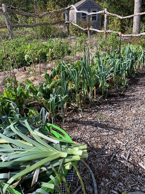 Harvesting and Preserving Garden Leeks | GardenLady.com