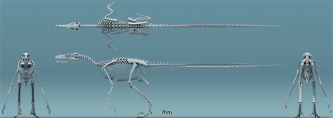 Velociraptor mongoliensis - 3d skeleton by MithosKuu on DeviantArt