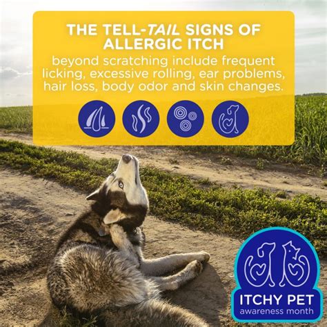 Itchy Pet Awareness Month - Dog Allergies Information and Support ...