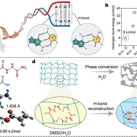 Hydrogen Bond Engineering The Supramolecular Polymer Hydrogels A Download Scientific Diagram