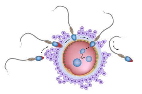 7 Cell Membrane Unlabelled Diagram Royalty Free Photos And Stock Images Shutterstock