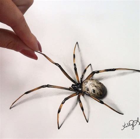 Realistic Spider Drawing - Drawing.rjuuc.edu.np