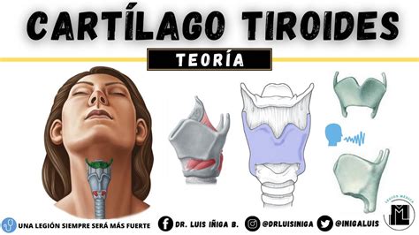 Anatomía Cartílago Tiroides Caras Bordes Ligamentos Inserciones