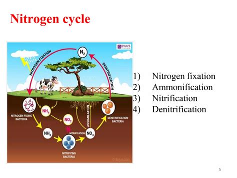 Nitrification process | PPT