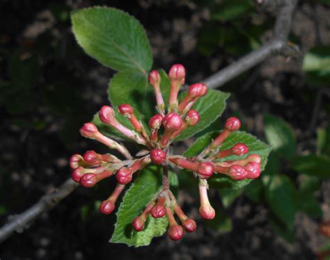 Viburnum carlesii | Plants of Central Ohio and the Midwest