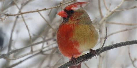 The Bird Is A Perfect Example Of A Bilateral Gynandromorph Cardinal