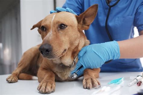 When To Visit An Emergency Vet