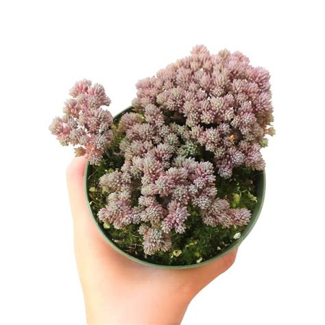 Sedum Varieties: 57 Best Types of Sedum (Growing and Care Guide)