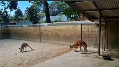 Eco Safari Park Jack Was Well Fed Only 9 Years Old Trinidad Guardian