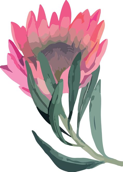 Set Realistic Vector Illustration Of Protea Flowers Tropical King