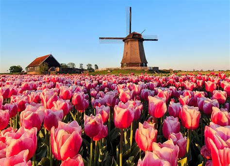 Windmill Surrounding By Tulips The Netherlands Buy This Flickr