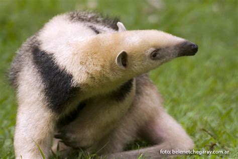 Oso Melero Tamandua Tetradactyla Sarem