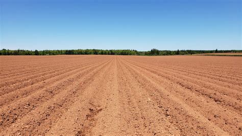 Agronomy Update June Pei Potato Agronomy