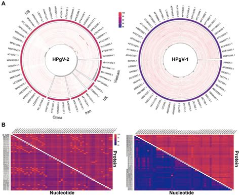 Nucleotide sequence diversity and pairwise alignment of HPgV-1 and ...