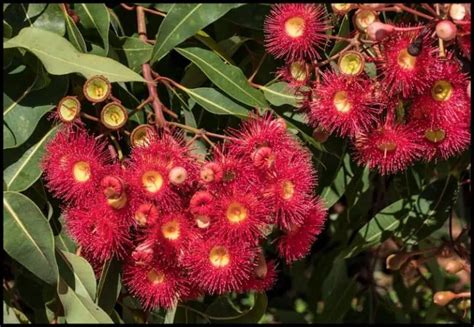 8 Beautiful Red Flowering Trees In Florida Grow Or Admire