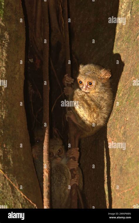 Tarsier Duet Hi Res Stock Photography And Images Alamy