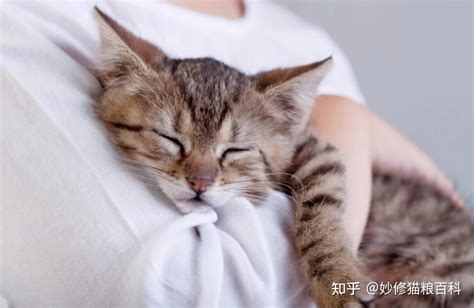 猫咪是怎样认出自己主人的？主要是靠这5个方面 知乎