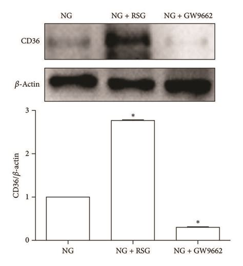 Ppar Is Upregulated By The Hg Promoted Akt Phosphorylation Which Can