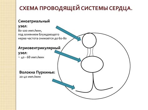 Антиаритмические препараты - презентация онлайн