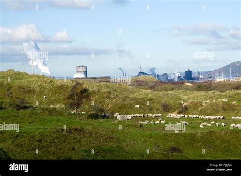 Flock Of Sheep With Port Talbot Steel Works In Distance Kenfig Burrows