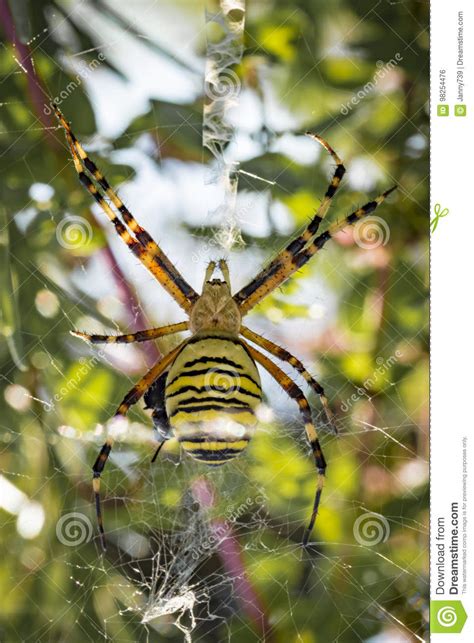 Grande Aranha Da Vespa Em Sua Rede Foto De Stock Imagem De Inseto