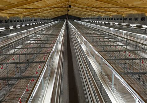 Клетки для бройлеров - livi chicken cages