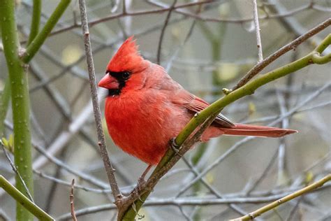 20 Fun Facts About Cardinal Birds