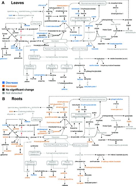 Metabolic Pathway Map Of Altered Metabolites In A Leaves And B