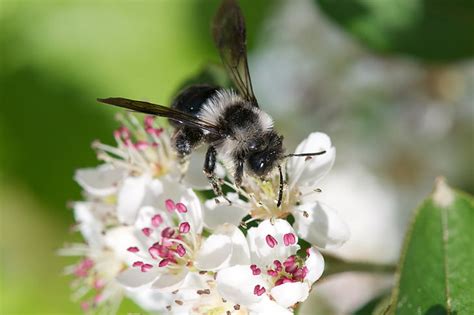 Royalty Free Photo Close Up Photography Of Bee Perching On White