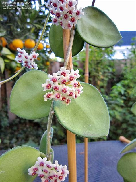 Plantfiles Pictures Hoya Species Wax Plant Porcelain Flower Hoya