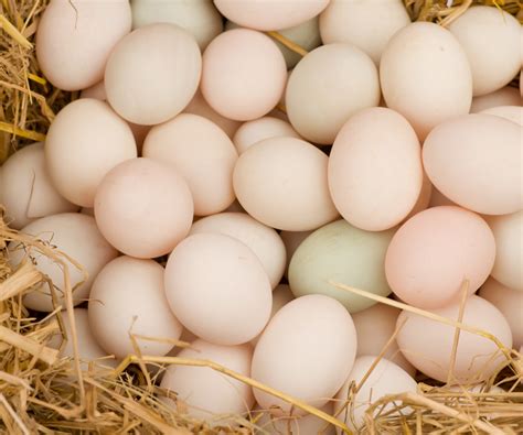 Beneficios Del Huevos Artigos Wikifarmer