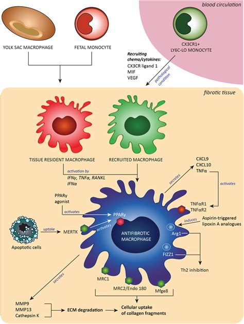 Antifibrotic Macrophages Derived From Either Embryonic Tissue