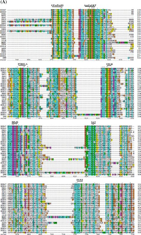 Amino Acid Alignment And Phylogenetic Analysis Of Rna Helicases From