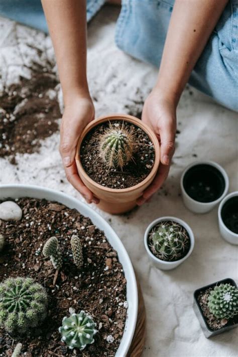 Como Plantar Cactos E Cultiv Los Sucesso