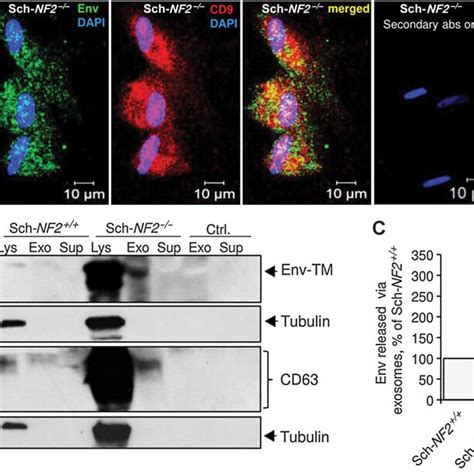 Herv K Env Protein Is Released Via Exosomes A Representative Icc