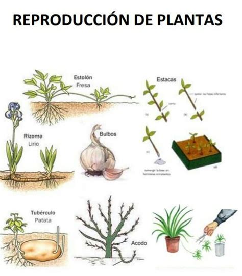 2 La reproducción de las plantas puede ser a través de a Semillas