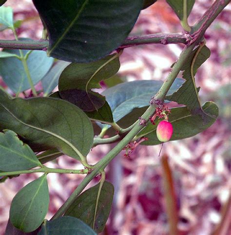 Flora Of Mozambique Species Information Individual Images