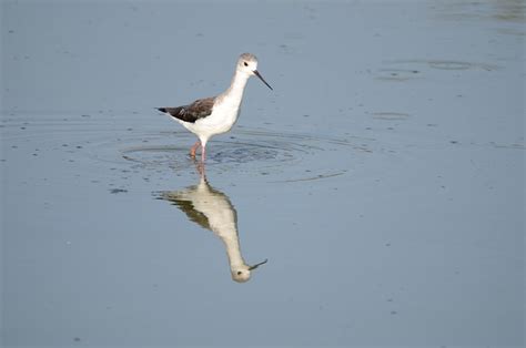 Zanco De Alas Negras Pájaro Animal Foto gratis en Pixabay Pixabay