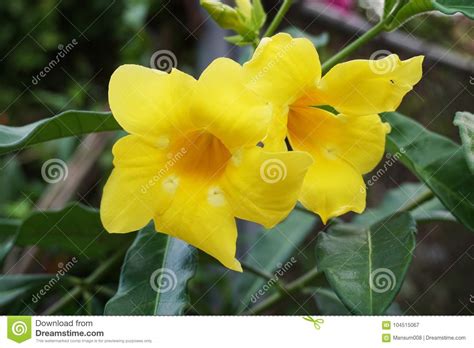 Yellow Cascabela Thevetia Flower Stock Image - Image of botany, flora ...