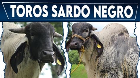 Los Mejores TOROS SARDO NEGRO Cebu Mexicano SARDO NEGRO Crea Tu