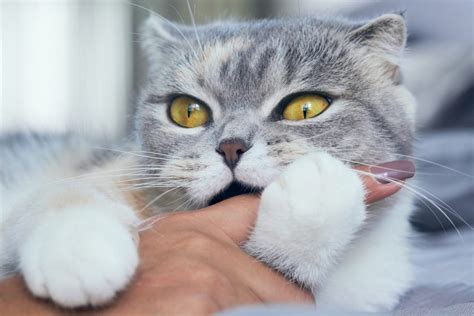 Reasons Why Your Cat Bites