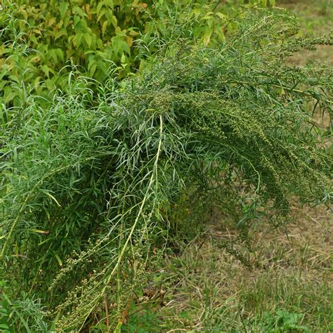 Estragon Artemisia Dracunculus Anbau Pflege