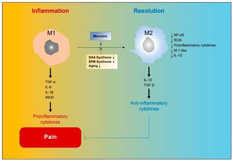 IJMS Free Full Text The Role Of Maresins In Inflammatory Pain