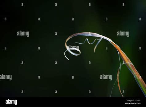 curved blade stock  curved blade stock images alamy