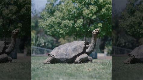 Diego The Tortoise Retires High Sex Drive Credited With Helping To